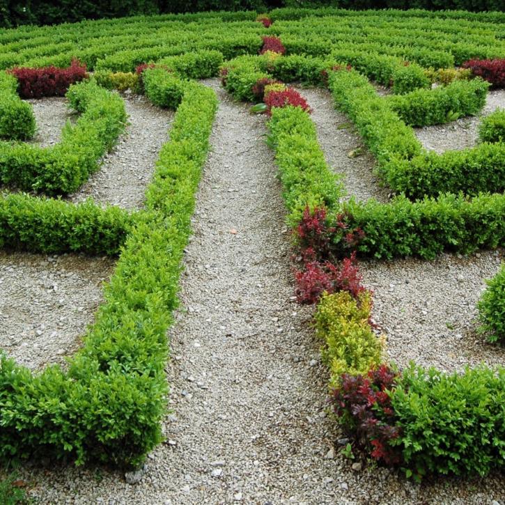 Labyrinth Gebüsch